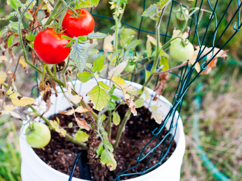 Tomato plant in a bucket